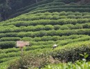 185 Hangzhou Teeplantage