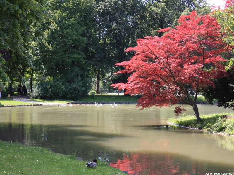 im englischen garten 1  1280x853 