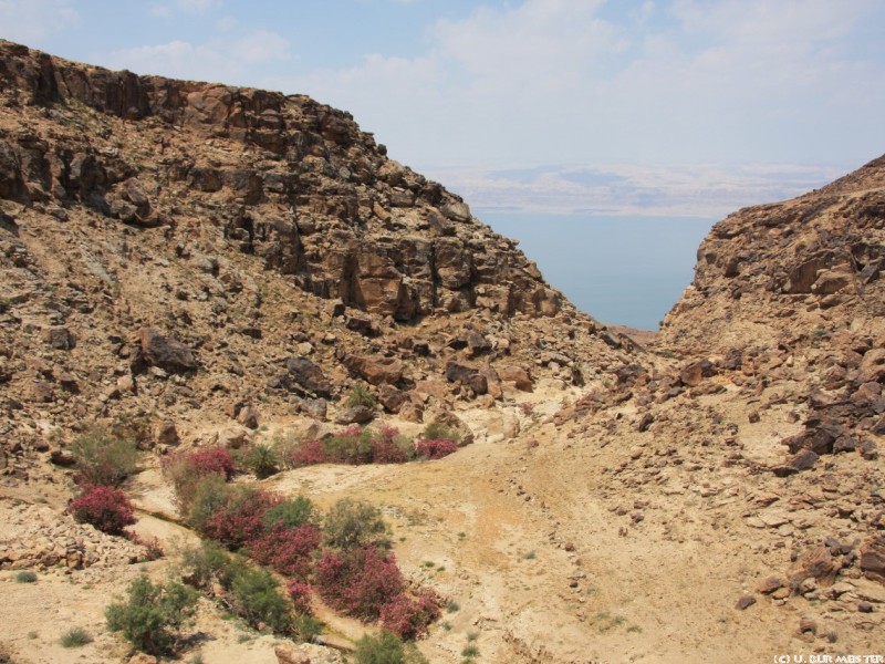 wadi mujip