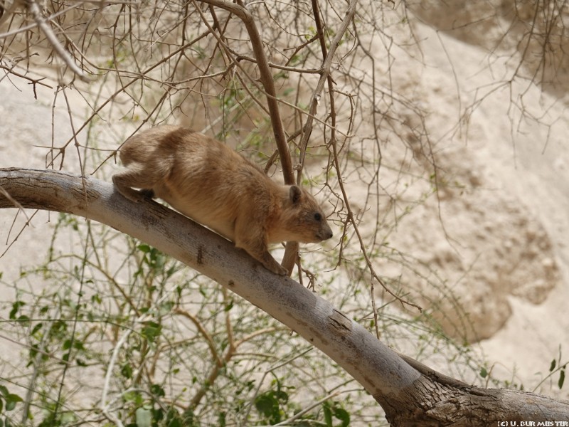 65 Naturpark En Gedi