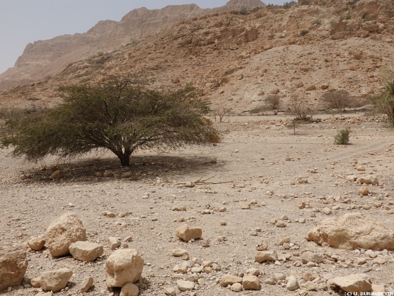 66 Naturpark En Gedi