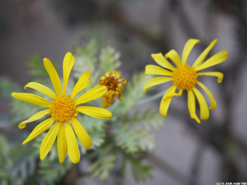 66 Palermo Botanischer Garten