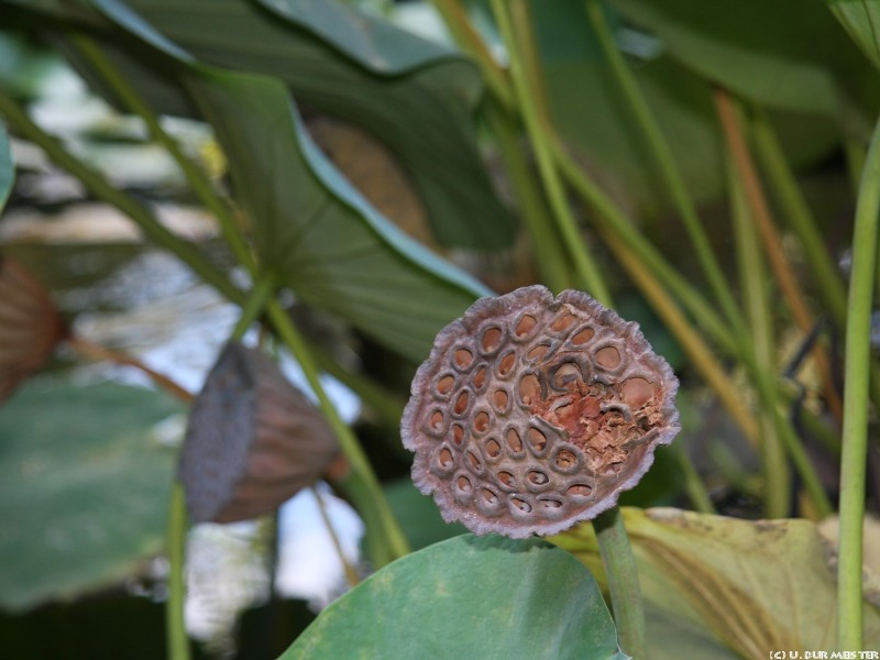 67 Palermo Botanischer Garten